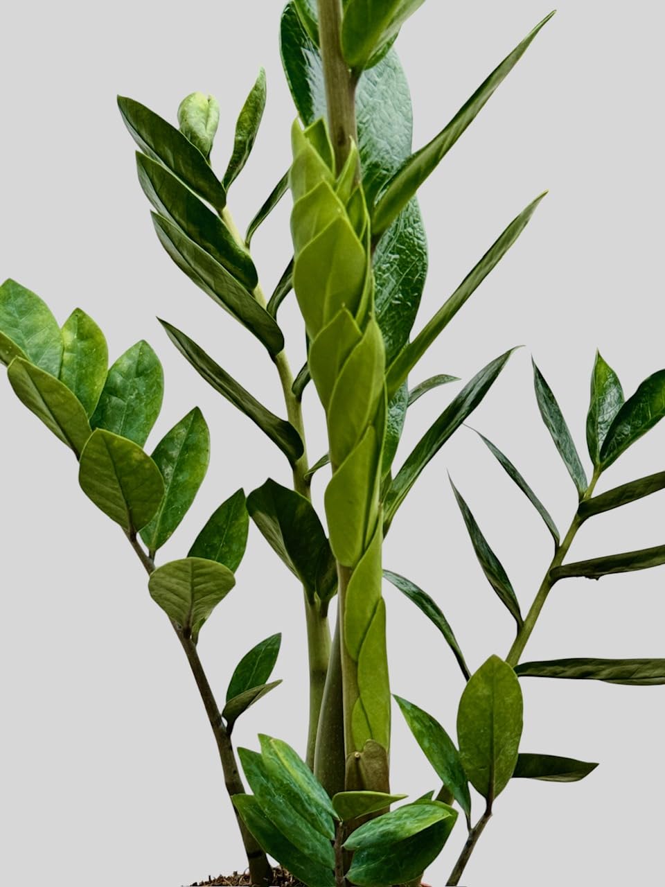ZZ Plant in 6-inch Pot, Green Zamioculcas Zamiifolia, Indoor Air Purifying Plant for Home and Office Decor (1)