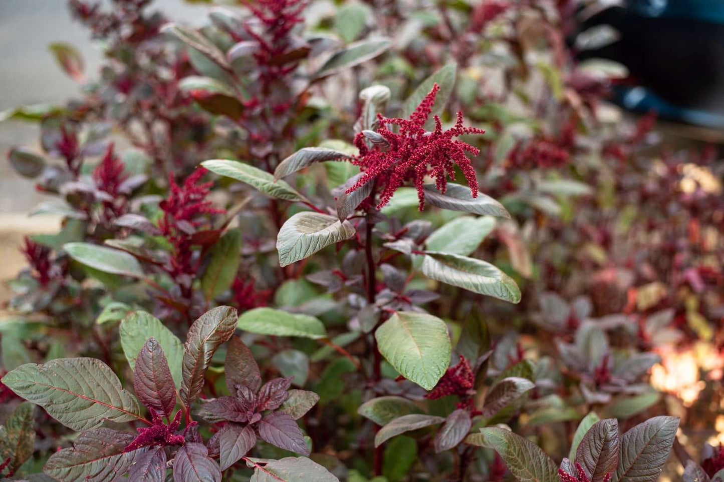 500+ Pcs Amaranth Seeds for Planting, Non-GMO, High Germination, Red and Green Leaf Variety, Vegetable Seeds for Microgreens, Sprouts, Home Garden, Indoor or Outdoor Containers