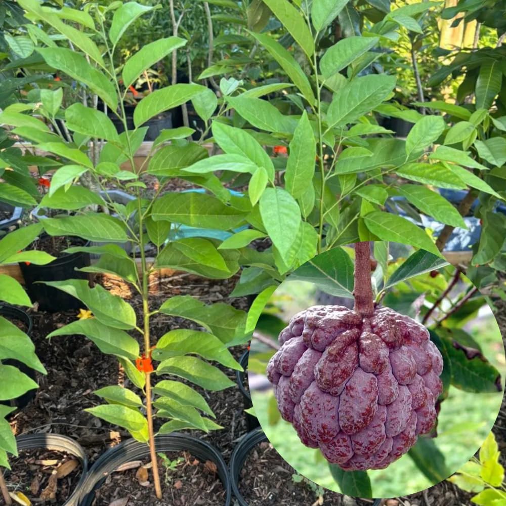 Sugar Apple Tree 2-3 Feet Tall in 3 Gallon Pot, Sweet Tropical Fruit Tree, Backyard and Container Planting, No CA (Red Sugar Apple)