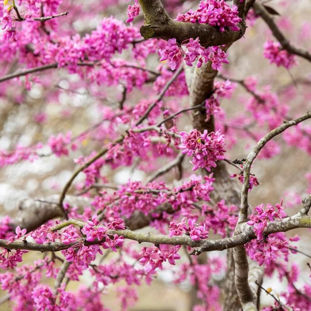 Eastern Redbud Tree Live Plant - 12-18 Inch Tall in Quart Pot, Redbud Live Trees, Beautiful Spring Pink Blossoms, Low-Maintenance Starter Tree for Outdoor Landscaping