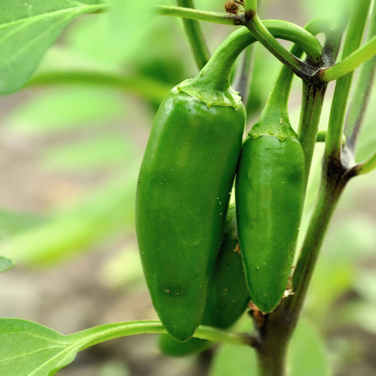 Bonnie Plants Jalapeno Pepper Plug, Live Plant, A Popular Chile Pepper, Full Sun, 3 Cubic in., 6 Pack