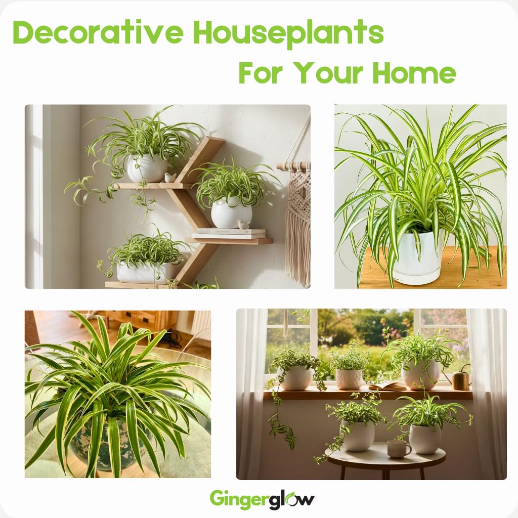 Curly Spider Plant Live in 2 Inch Pot, Live Spider Plants Indoor, Air-Purifying, Low Maintenance, Perfect for Home and Office Décor, Easy Care Starter Plants