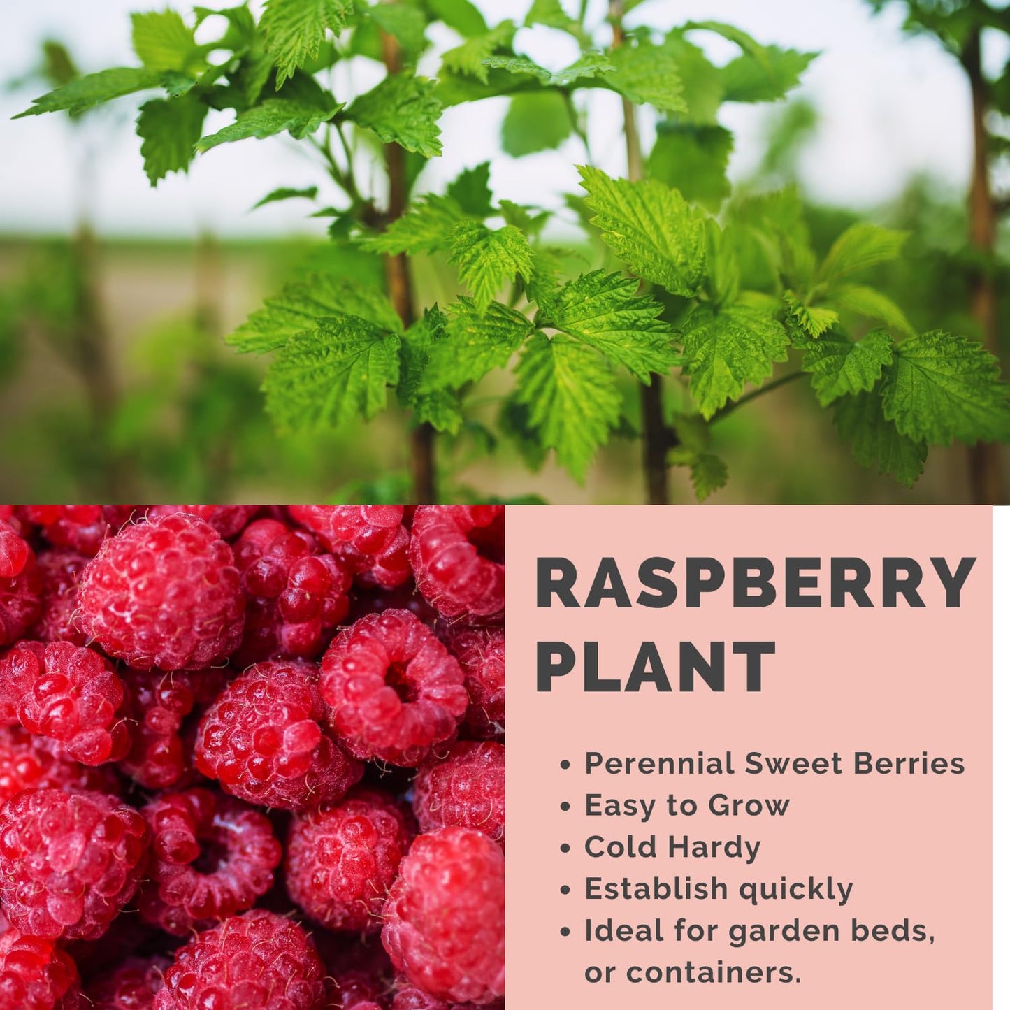 Set 2 Caroline Red Raspberry Plants Live for Planting, 4-8 Inch Tall, Sweet Fruits, Raspberry Bushes Live Plant for Home Garden