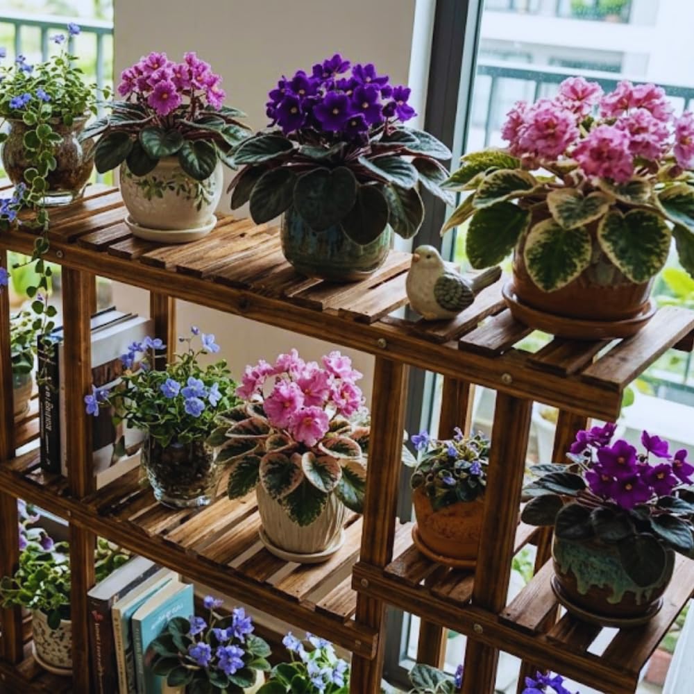One Random African Violets Live Plant, African Violet Plant, House Plant Flower Home Decoration, 4 Inc Pot