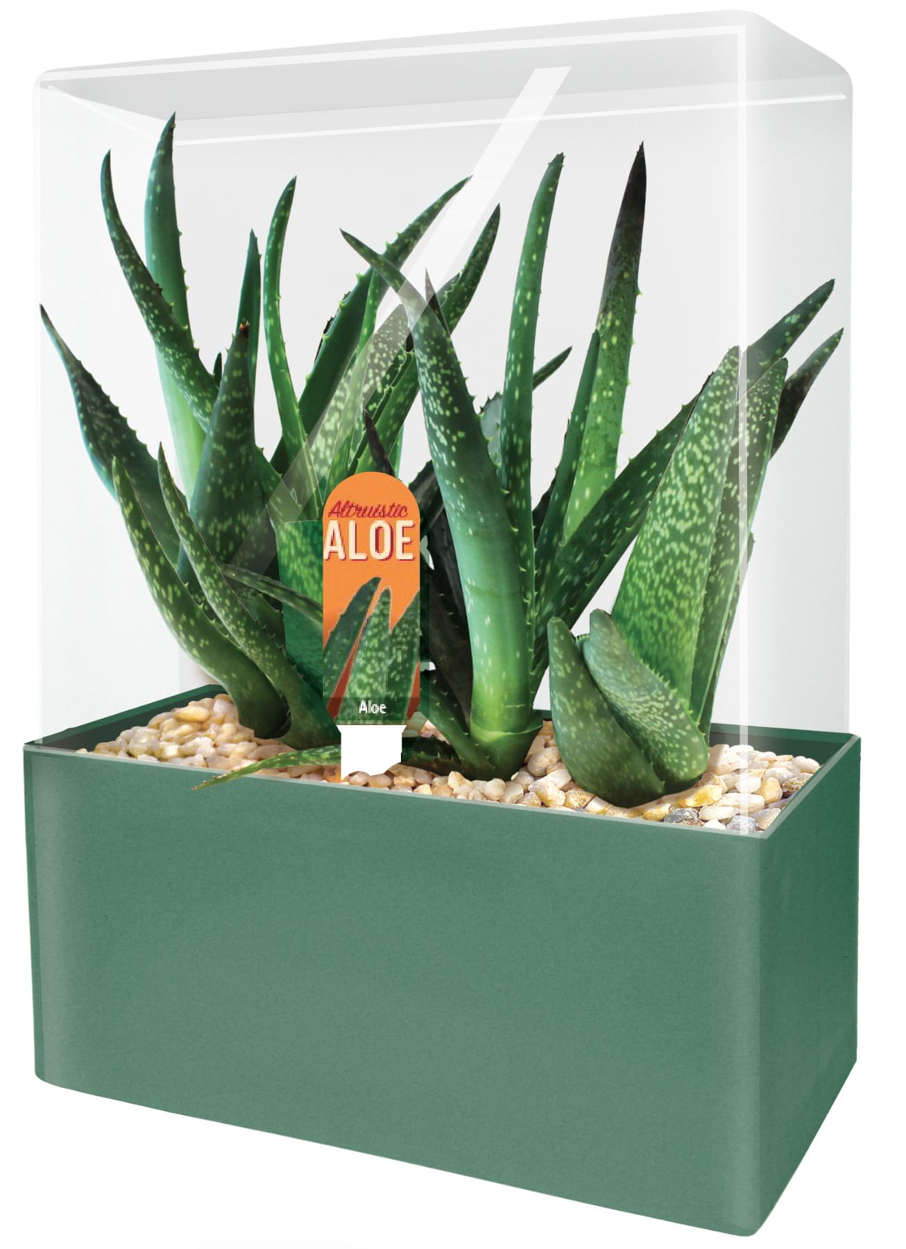 Grow Your Own Aloe Plant - Nurture Your Own Altruistic Aloe Plant Terrarium Starter Kit with Complete Supplies for Easy-to-Grow Indoor Succulents - Just Add Water