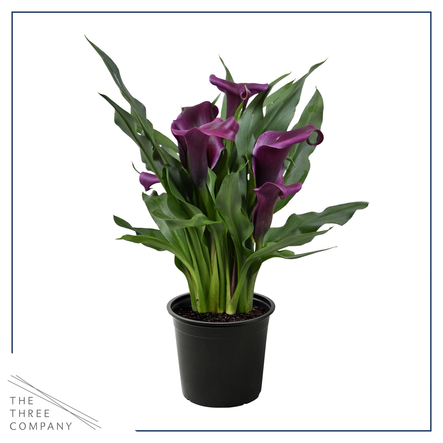 Live Flowering Calla Lily (2 Plants Per Pack) - Purple, 3+ Blooms - Beautiful Spring Perennial - 12" Tall by 5" Wide in 1 Qt Pot