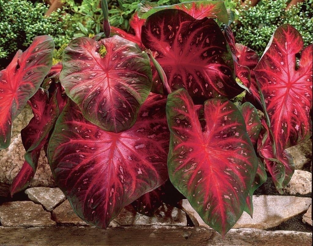 Red Flash Caladium Bulbs, Fancy Mix, Easy to Grow, Colorful Mix, Perennial Hosta (5 Bulbs)