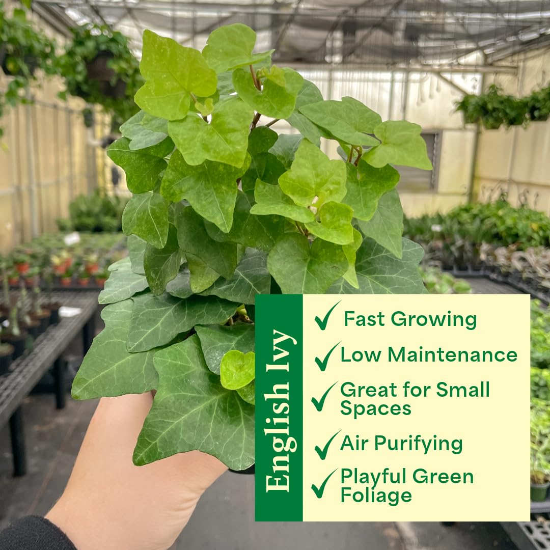 Thorsen's Greenhouse Live Green English Ivy Plant, Hedera Helix, Natural Air Purifier, Easy to Grow, Live Indoor Houseplant, 4" Diameter Pot (Terra Cotta)