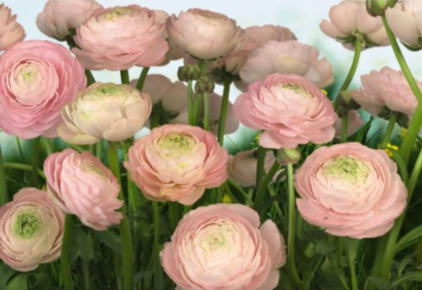 Ranunculus Bulbs for Planting - Ranunculus Flower Seeds - 25 Ranunculus Pink Shade - Ranunculus Corms for Planting - Ranunculus Peonies Pulbs for Planting - Easy to Grow - 25 Bulbs per Pack