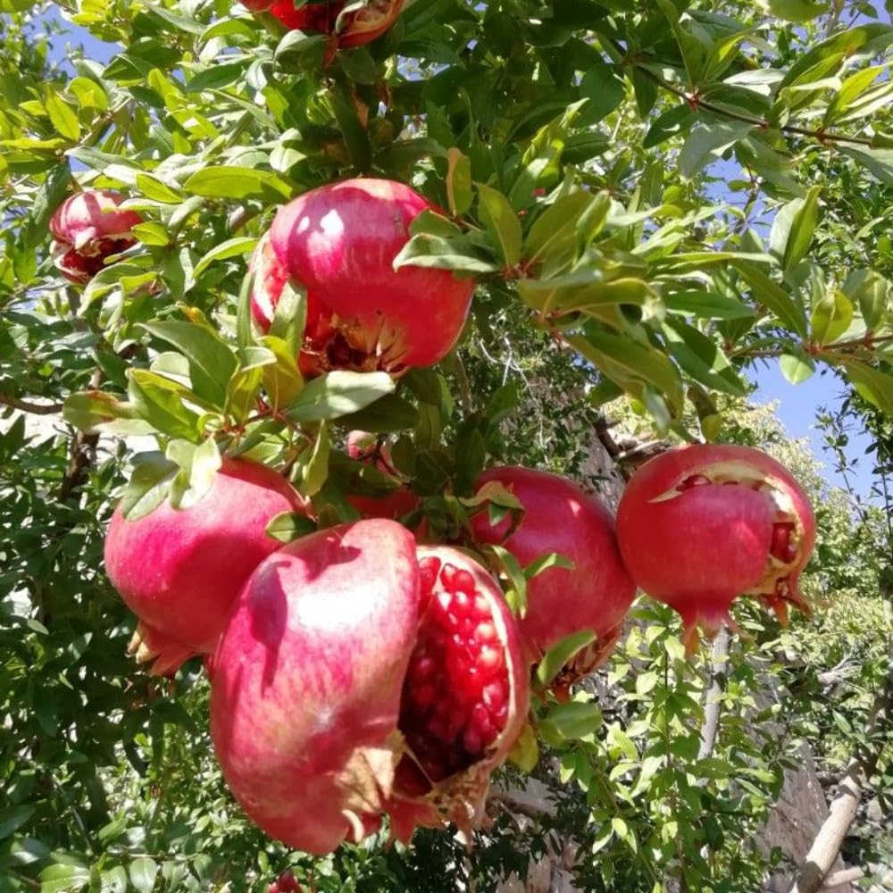 Pomegranate Plants Live for Planting 20-24 Inches Tall in Gallon Pot, Farfianka Pomegranate Live Tree, Easy-Care Landscape Tree for Home Gardens & Backyards, No Ship to CA,HI,AK