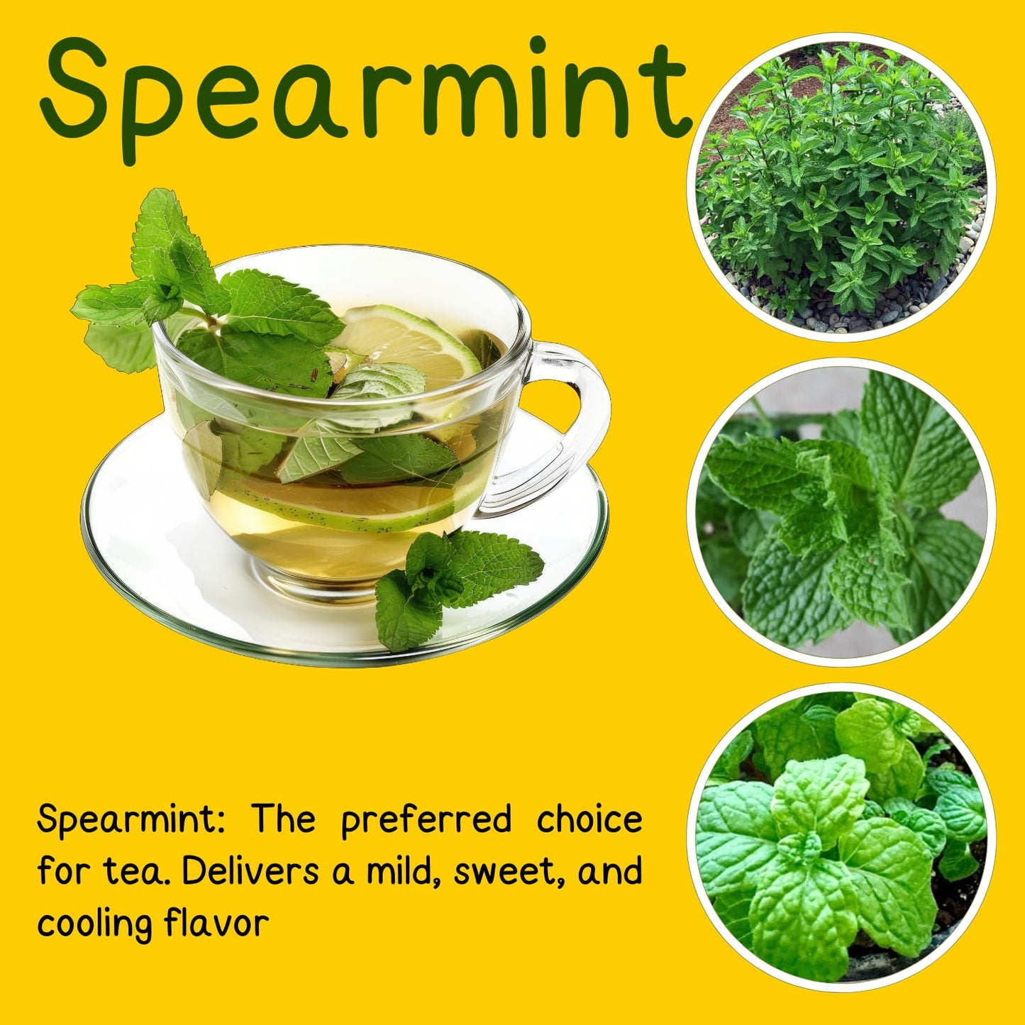 Set of 6 Spearmint Mint Live Herb Plants, 3–6 Inches Tall, Fragrant Mint Plants for Indoor Outdoor Garden, Patio, and Culinary Growing