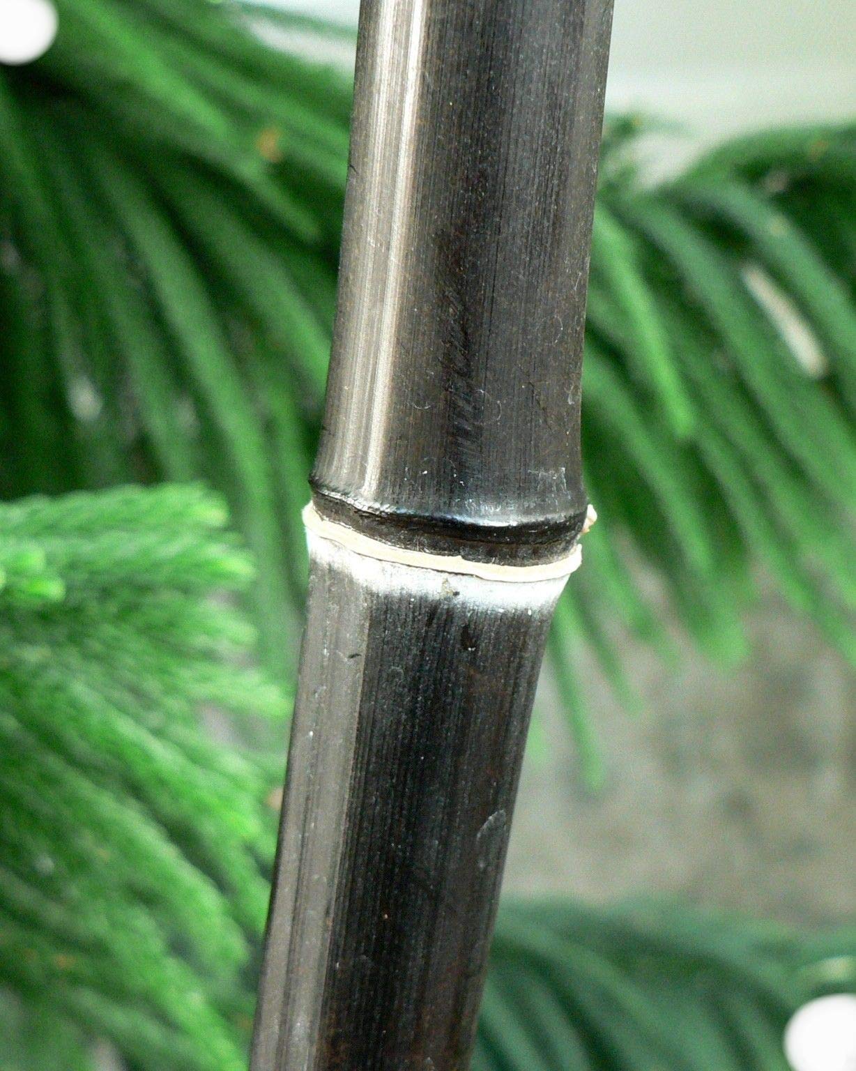 Box of 4 Plants - Black Bamboo - Giant Timber Bamboo - Phyllostachys Nigra - 1 Gallon Size - 3+ Feet Tall t