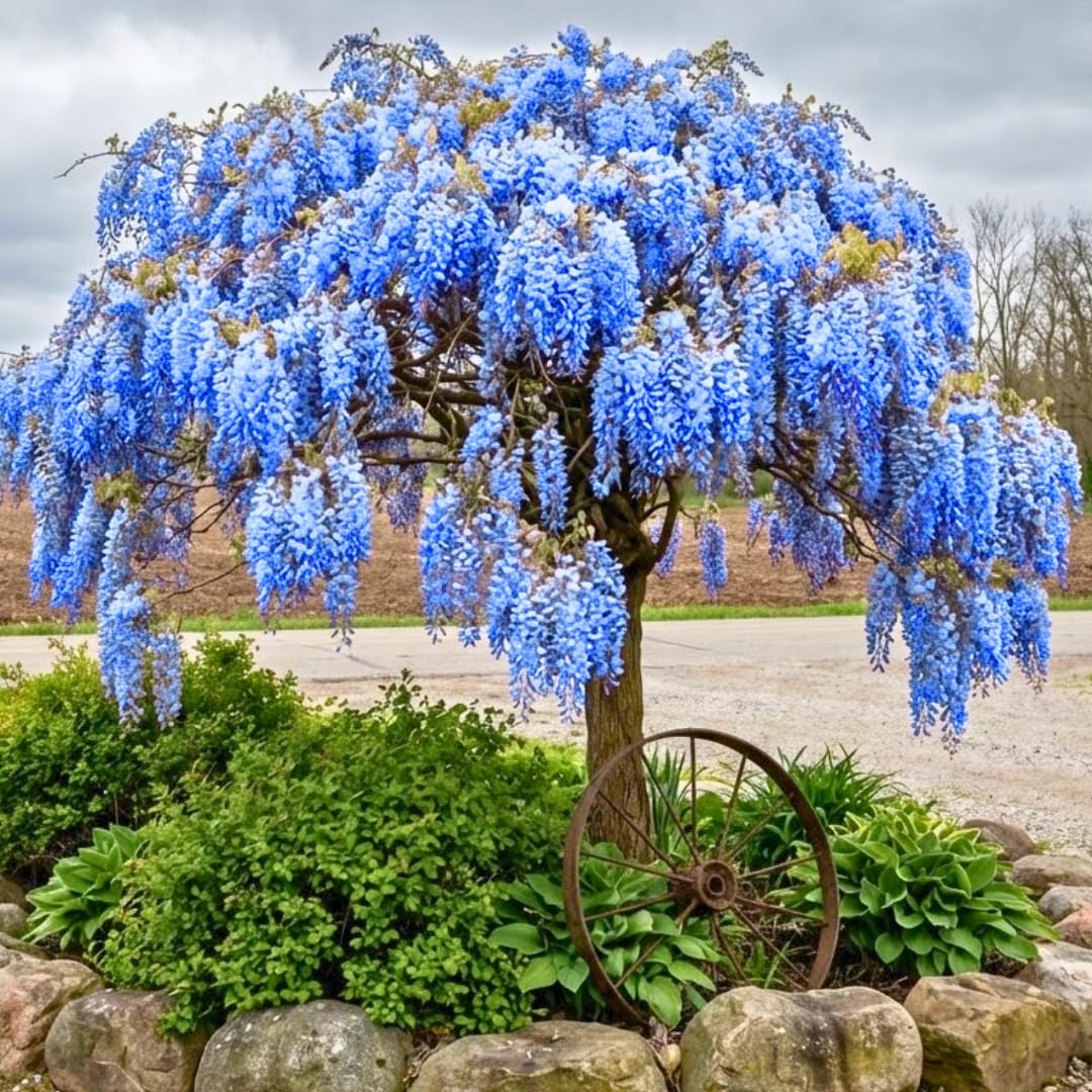 Blue-Purple Wisteria Tree Live Plant 1 Year Old Seedling, Purple Wisteria Live Plants for Outdoor Garden, 6-13" in Tall, Dormant