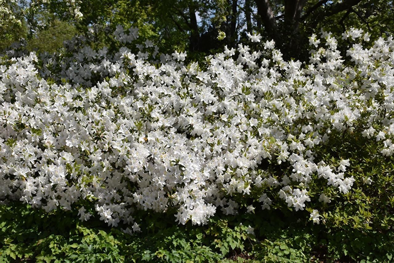 Azalea GG Gerbing | 1 Extra Large Trade 3 Gallon Plants | Lush & Radiant White Blooms, Hardy & Versatile, Ideal for Indoor/Outdoor Planting & Decor
