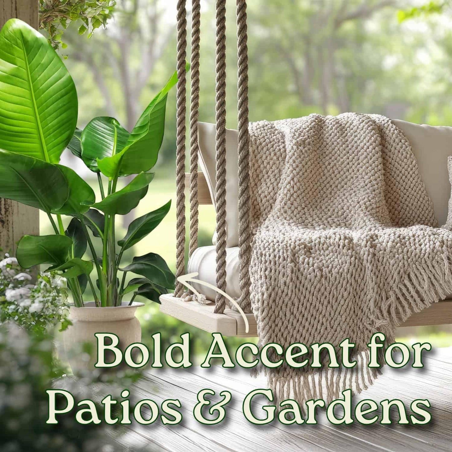 White Bird of Paradise Plant - Live Tropical Foliage Plant - Overall Height 30" to 36" - Tropical Plants of Florida (Plant + Fertilizer + Indoor Soil)