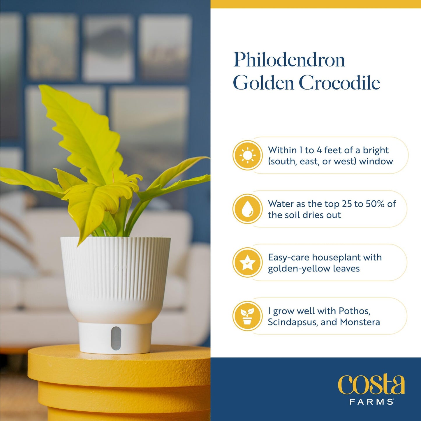 Costa Farms Philodendron Golden Crocodile Live Plant in Self Watering Pot, Air Purifying Indoor Houseplant, Home, Room, or Office Decor, House Warming or Birthday Gift, 12-18 Inches Tall