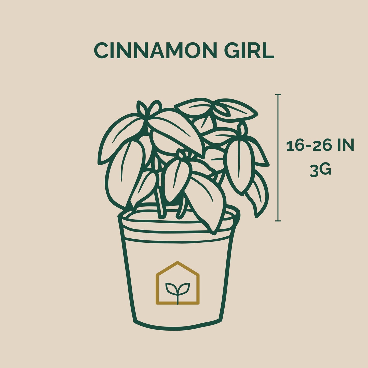 Cinnamon Girl® Distylium 3-Gallon