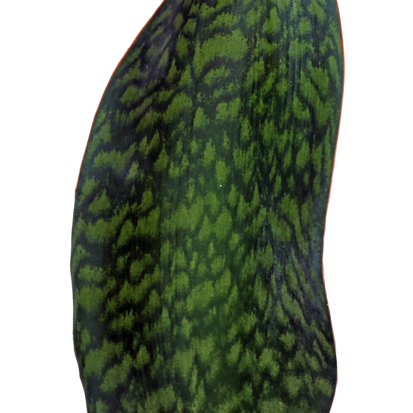 Live Sansevieria Masoniana, Mason’s Congo, Whale Fin, Shark’s Fin, Rare Houseplant, Housewarming Gift, Christmas Gift, Father's Day Gift, Live Home Decor Plant in 6" Pot