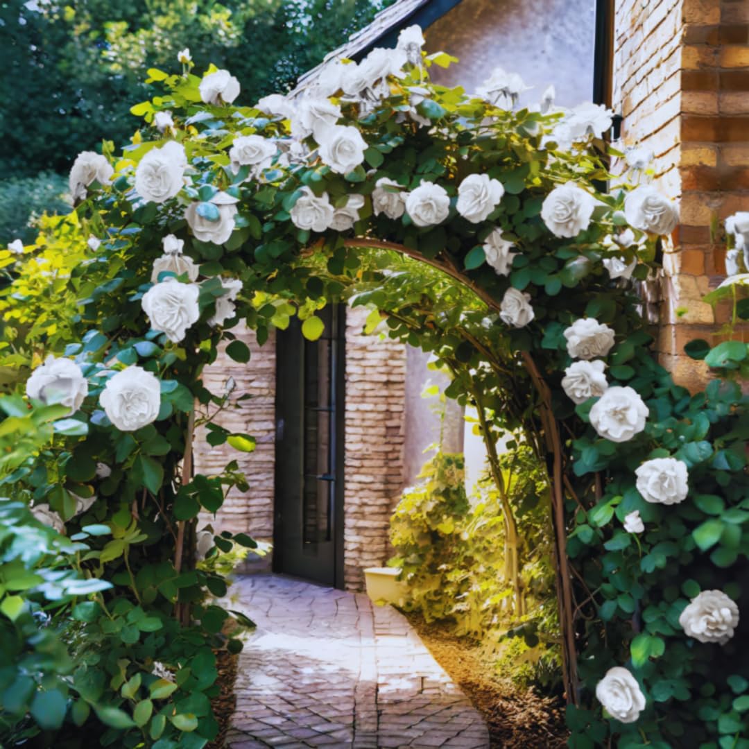 Creamy White Rose Plant Live for Planting, Rebloomer Fragrant Climbing Rose Bushes Plant Live, Roses for Planting, Starter Size, 4 to 10 Inc Tall