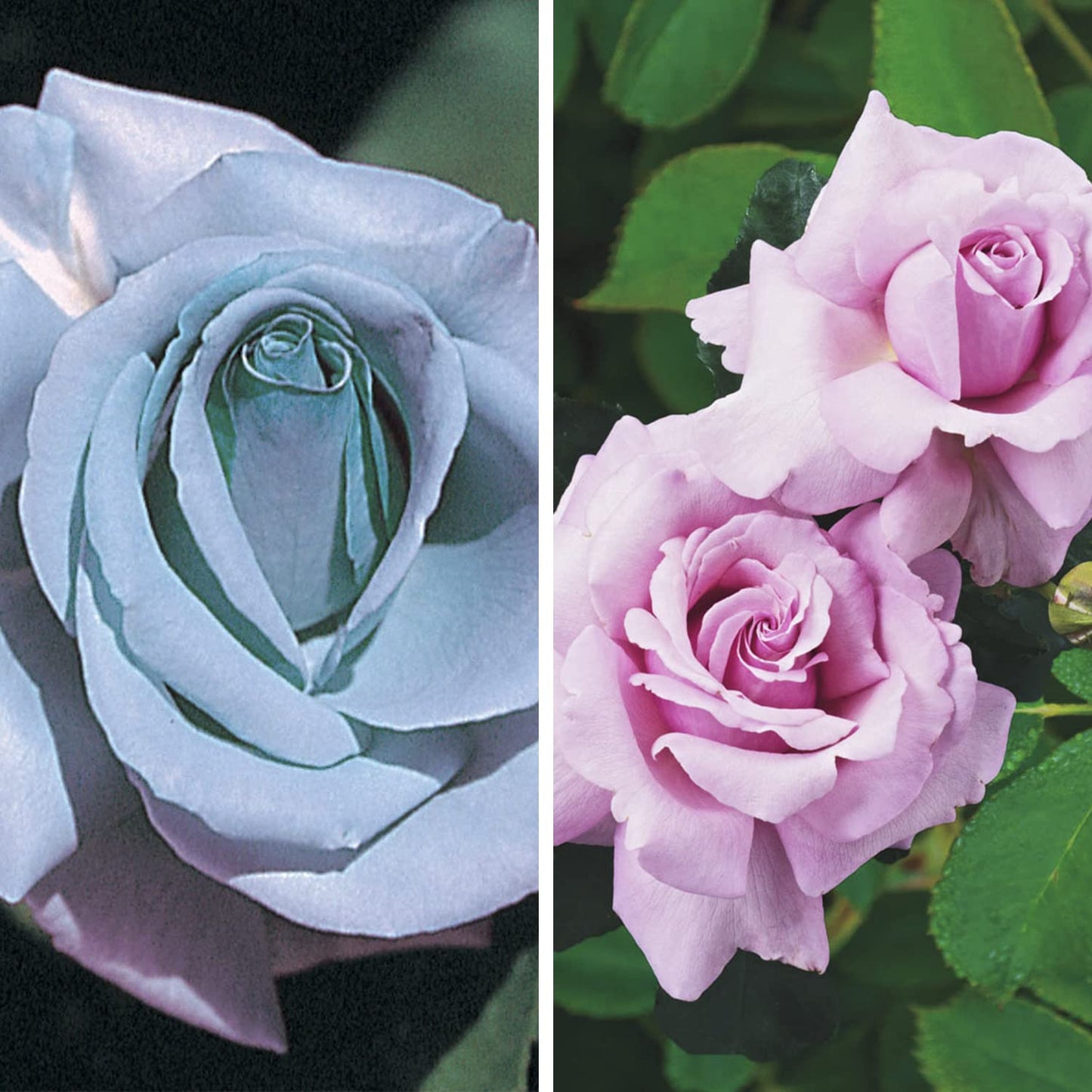 SPRING HILL NURSERIES - Blue Girl Hybrid Tea Bare Root Rose - A Unique Lavender Colored Rose with a Bluish Shade - Includes one Bare Root per Offer