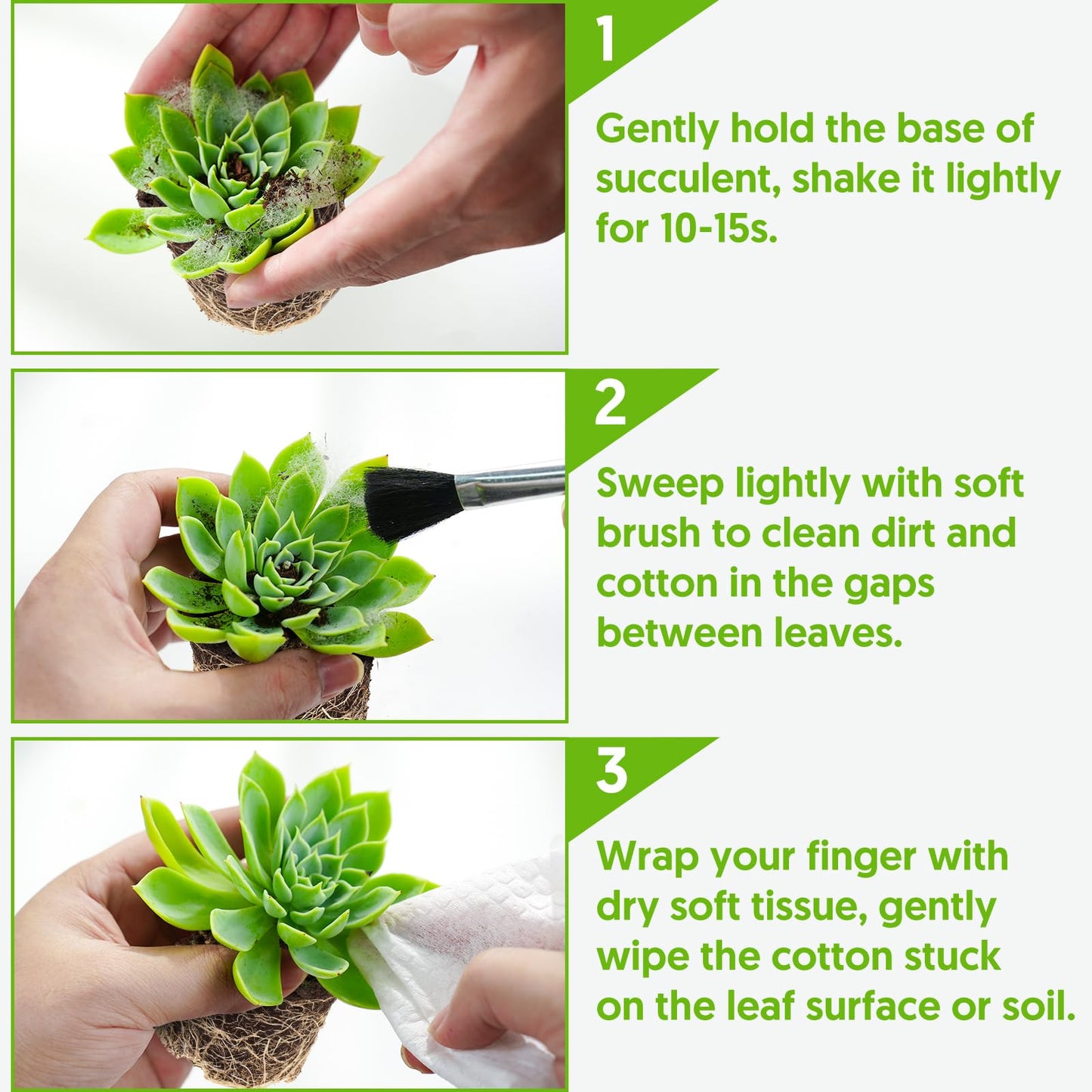 Sprout N Green Haworthia Collection, 3 Live Succulent Plant Fully Rooted in 2inch Starter Pot, Home Office Indoor Outdoor Wedding Decoration DIY Projects Party Favor, Pet-Friendly, Easy to Care