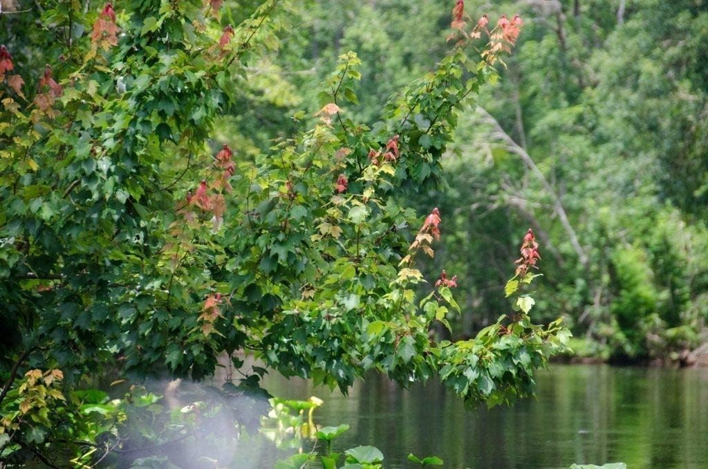 Red Maple Tree | 10 Live Trees | Acer rubrum | Native American Beauty Fast-Growing Shade Tree | Fall Foliage Wildlife-Friendly Habitat