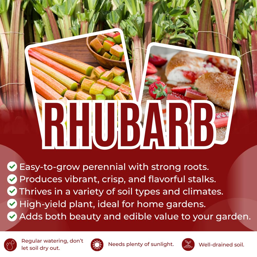 5 XL Size Rhubarb Roots for Planting, High Yield Rhubarb Plants Live, Large Crowns Cold Hardy, Zones 2-8