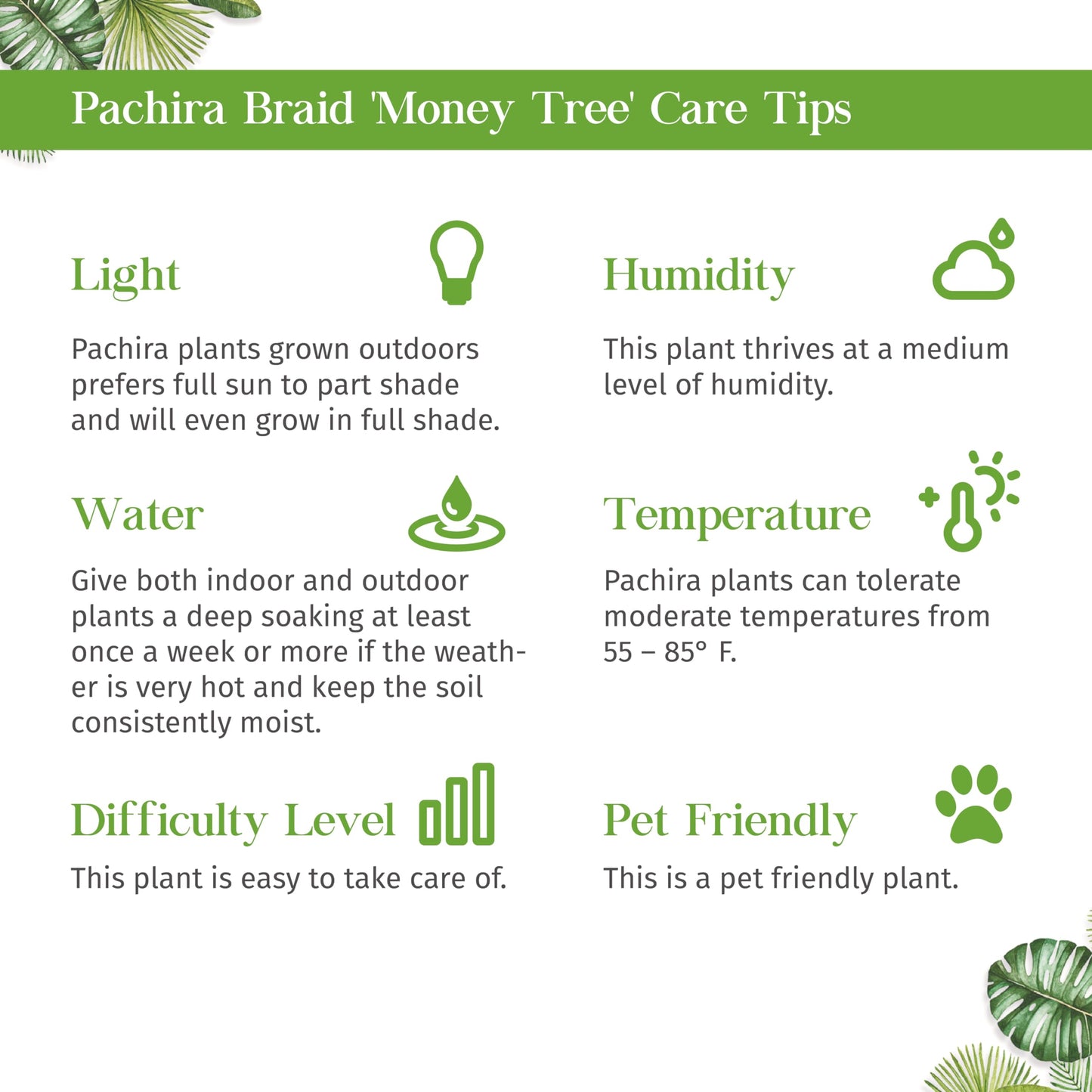 Money Tree Guiana Chestnut Pachira Stump Live Plant for Indoor | Different Houseplants in 4'' & 6'' Pot | Real House Plant for Living Room, Office & Bathroom | Pachira aquatica