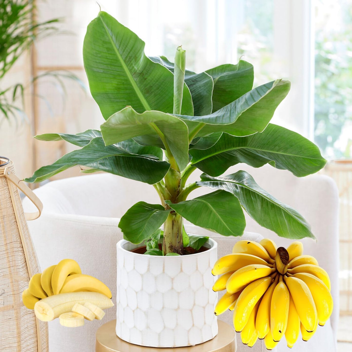 Dwarf Cavendish Banana Tree Live Plant, Well Rooted 4-8" Tall, Cold Hardy Tropical Banana Plant Live Well Rooted, Live Banana Fruit