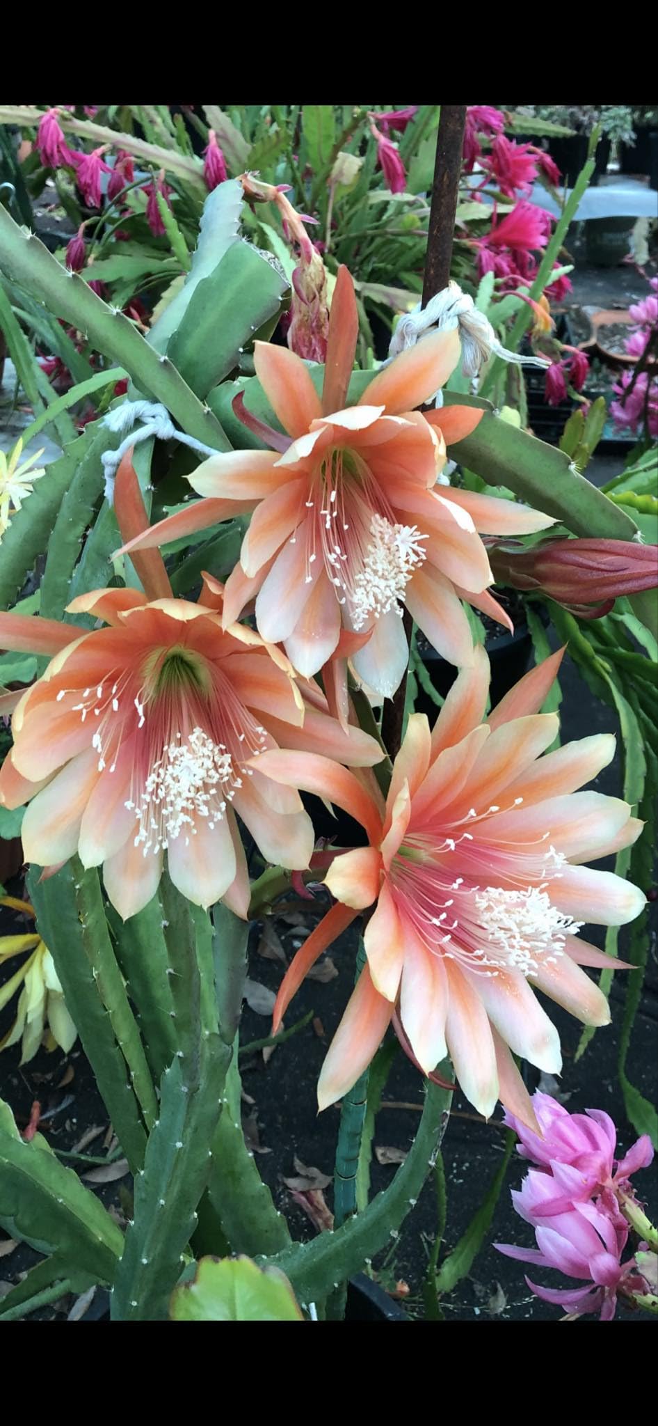 Organically Grown Fresh Stem Cuttings of Epiphyllum Orchid Cactus King Midas - Salmon Colors - Cutting About 8" ~ 10" Long with Printed Instructions
