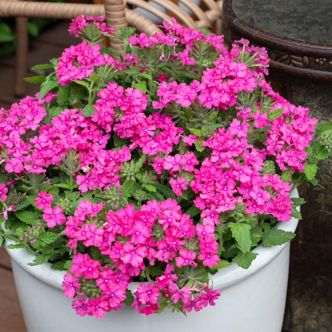 Pack 2 Pink Perennial Verbena Plants, Pink Verbena Live Plants, Verbena Flower Trailing Plants Live for Planting, Pink Verbena Plants in Zones 7 to 11