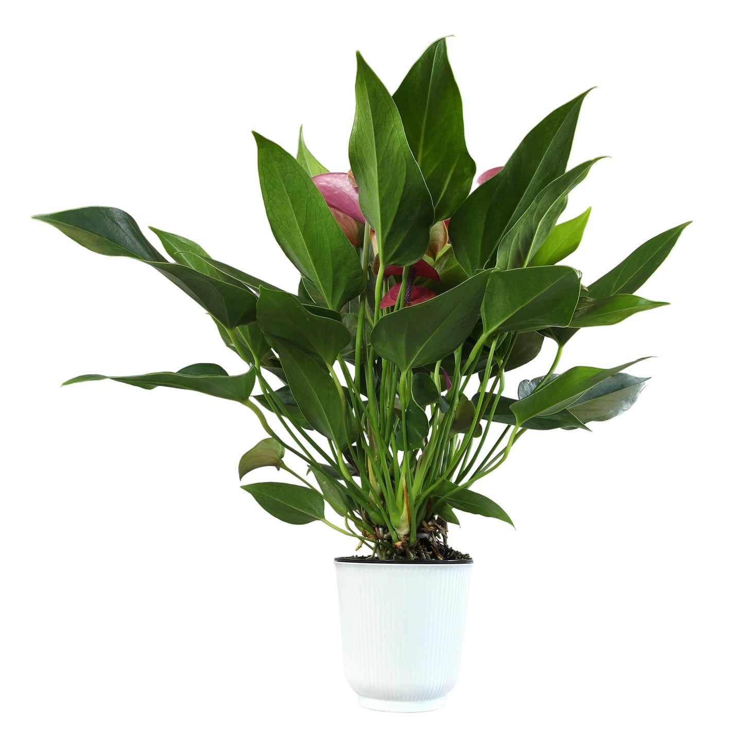 Blooming Purple Anthurium Live Plant Decor (Approx 8-11" Tall), Easy to Grow Flowering Houseplant in 4" White Pot by Plants for Pets