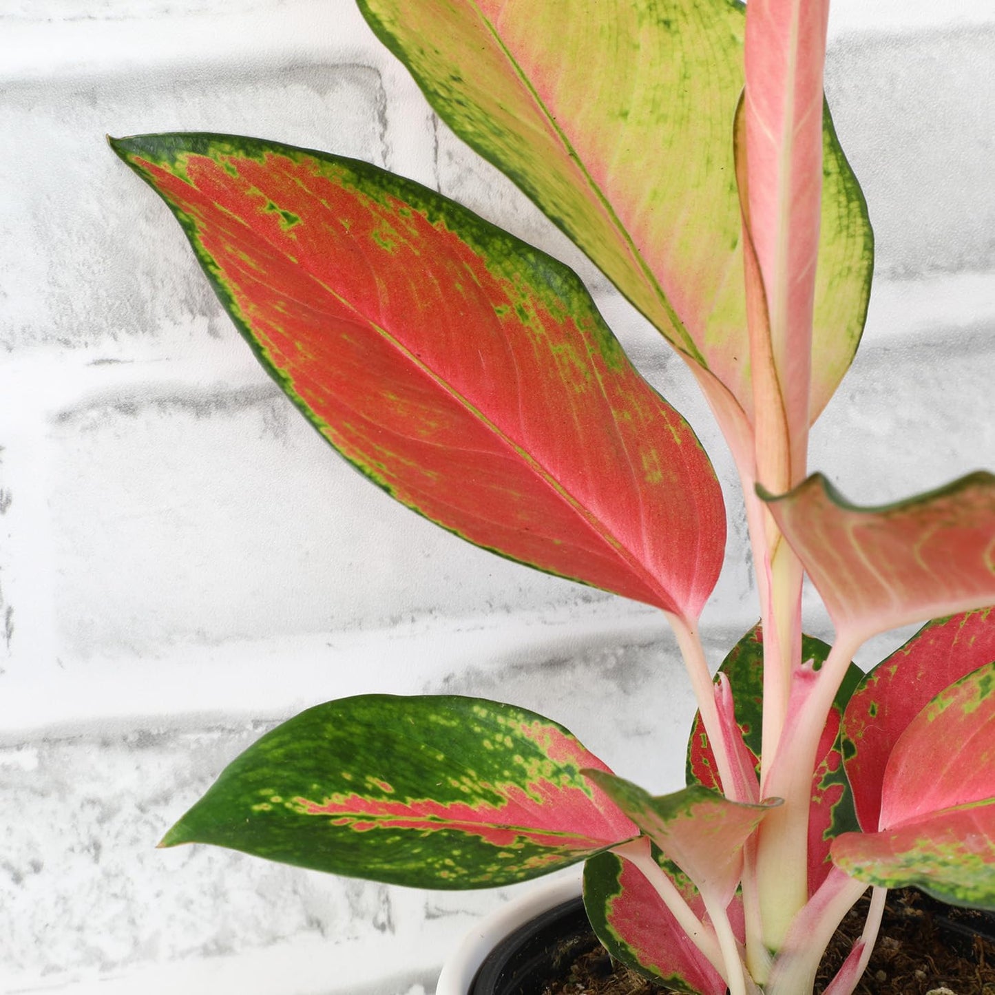 Altman Plants Chinese Evergreen Live Plant Decor, Aglaonema 'China Red' with 4 Inch White Plastic Plant Pot, Easy to Grow Desk Plant, Easy Plant Gift, Decorative Indoor Plant Grown in Potting Soil Mix