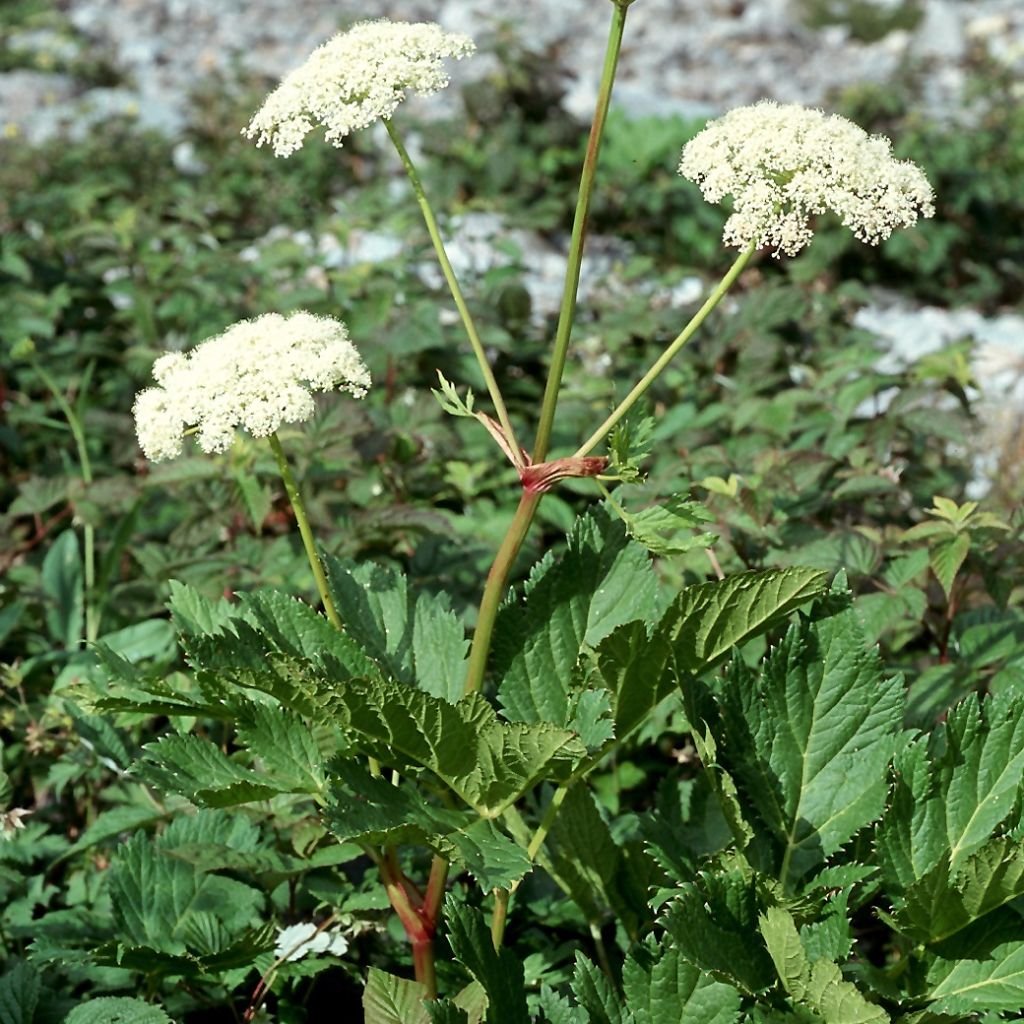 Palm Beach Medicinal Herbs - Masterwort (Peucedanum ostruthium) - Packet of 30 Seeds