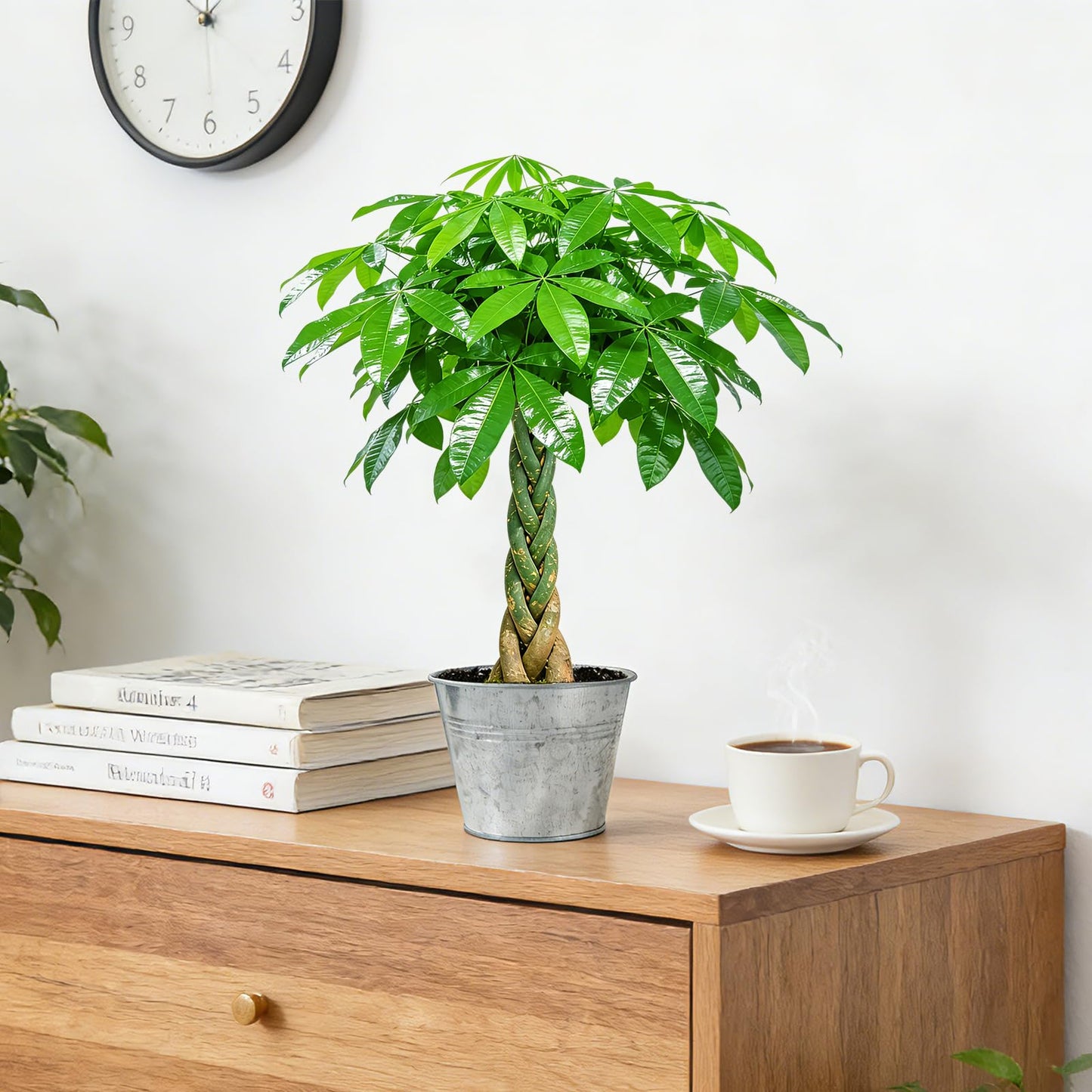 Live Plants Money Tree in 4" Matte Gray Pot, Easy to Grow Houseplant, Indoor Bonsai, Home Office Decor, Birthday Housewarming Gift