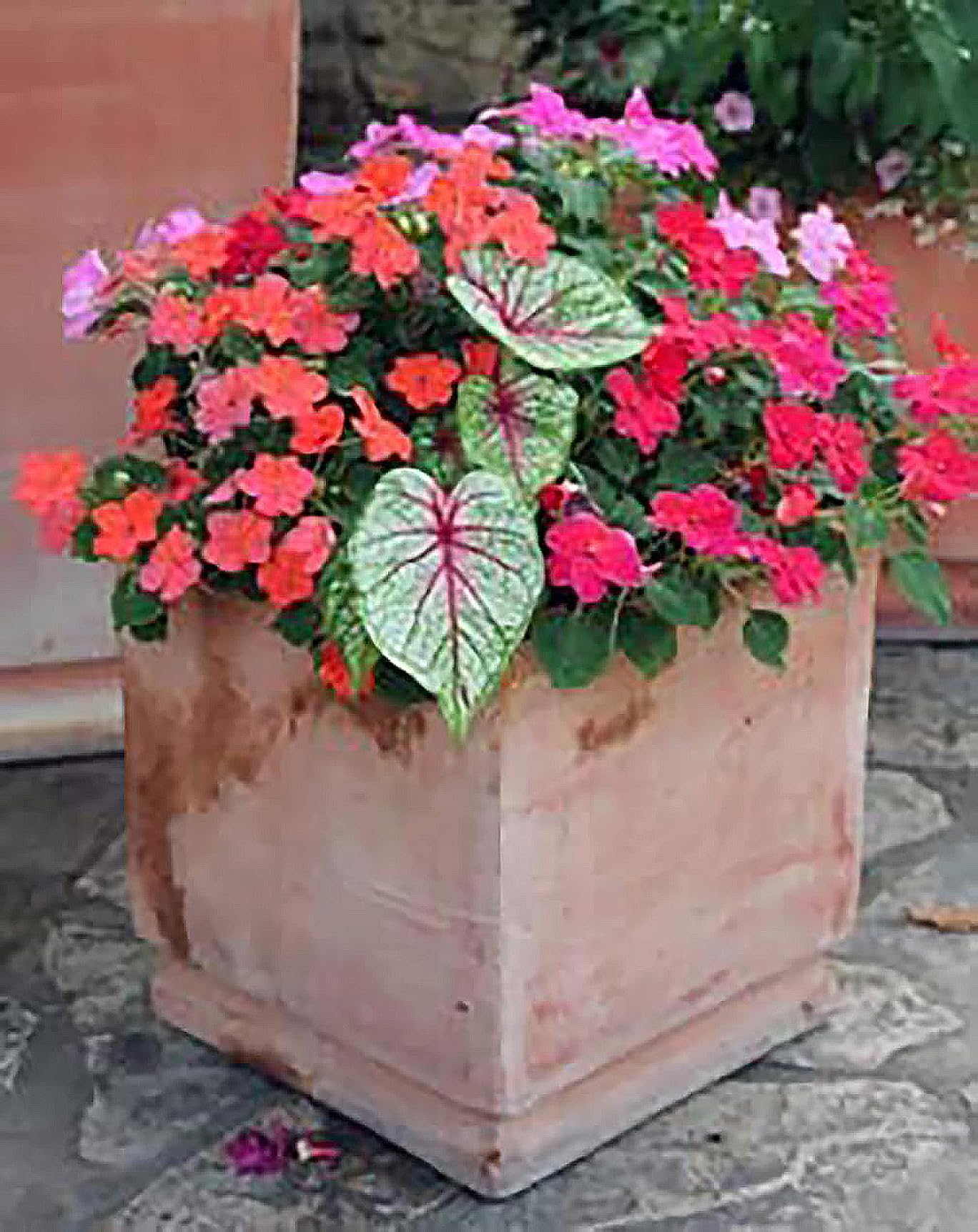 Fire Chief Caladium Bulbs - 3 Large Size Bulbs - Striking Red Foliage - Hardy in Zones 9-11 - Ideal for Gardens and Containers