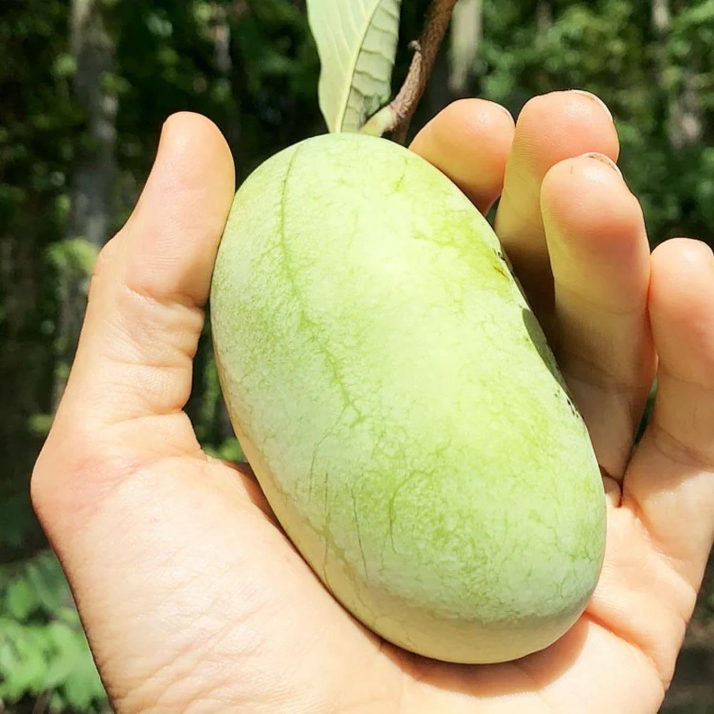 Pawpaw Tree Live Plant, Hardy Paw Paw Plant, 1 Feet Tall, Paw Paw Live Plant, 1 Year Old, Tropical Shrub Tree