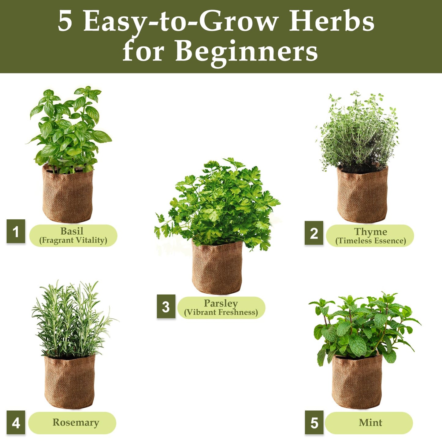 5 Herb Garden Planter Indoor with Wooden Box, Home Kitchen Seed Starter Kit Including Basil, Thyme, Parsley, Rosemary, Mint, Birthday, Mothers Day, House Warming, Gardening Gifts for Women, Mom