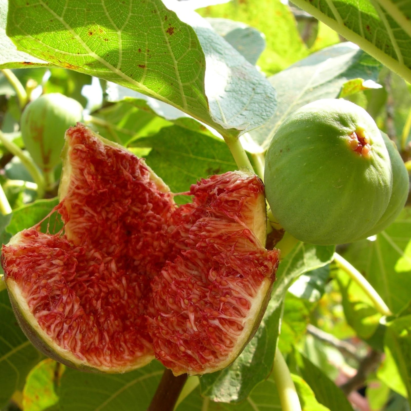 Fig Tree. Set of 4 Starter Live Plants (Collection)