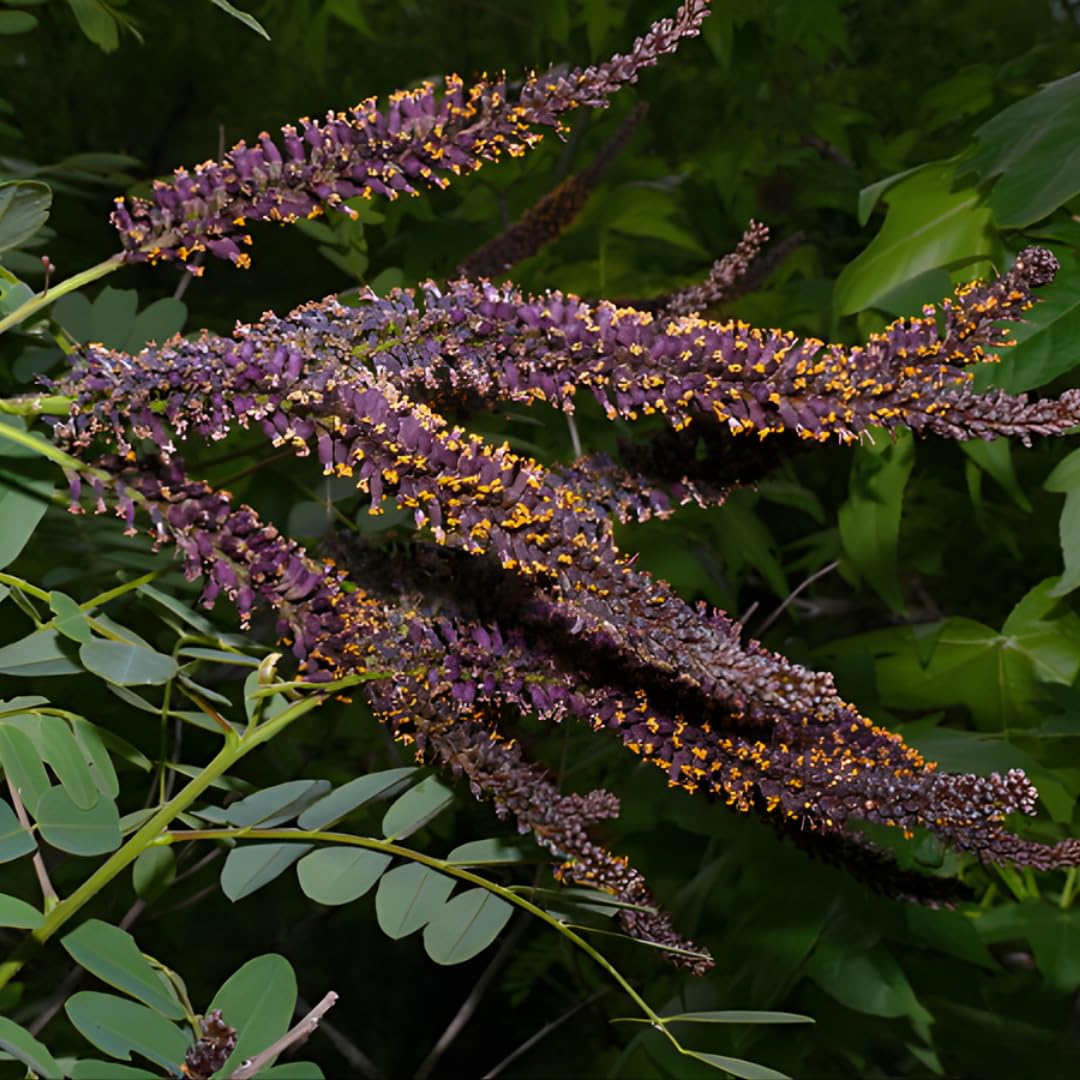 5 Amorpha fruticosa Live Plants 6–12 Inch | False Indigo Bush Starter Tree | Fast-Growing Native Plant with Showy Purple Blooms | Great for Wild Gardens