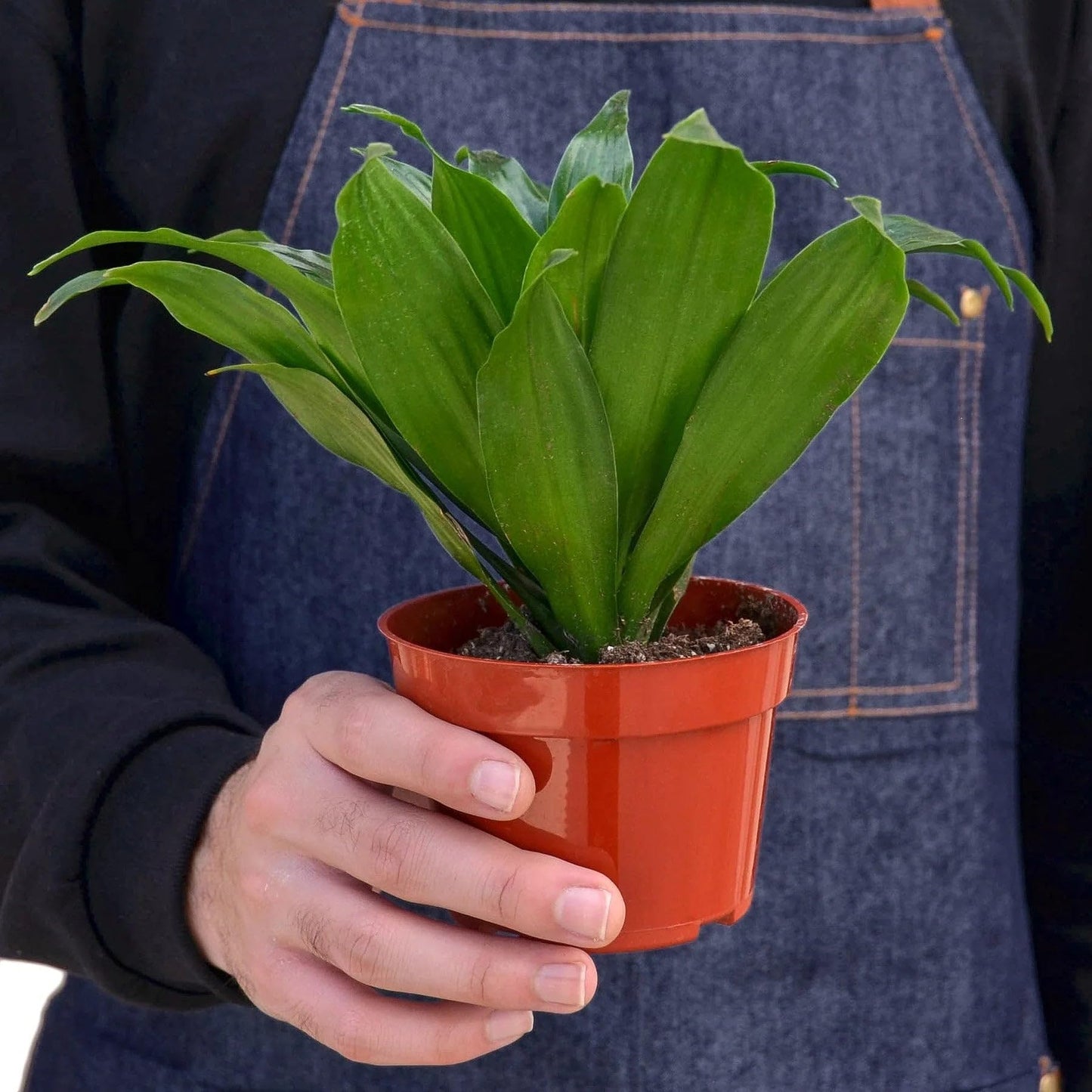 4 Pack Dracaena 'Janet Craig' in 3in Pot - Live Plants Tropical Houseplants | Variegated | USA Growers | The Snobby Leaf