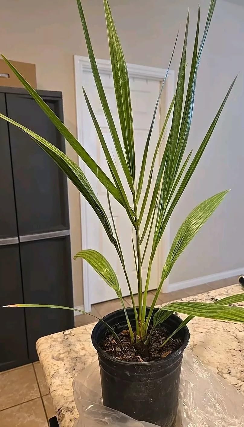 7" Potted Medjool Date Palm Tree – 5+ Years Old, 38" Tall – Phoenix dactylifera – Live Plant