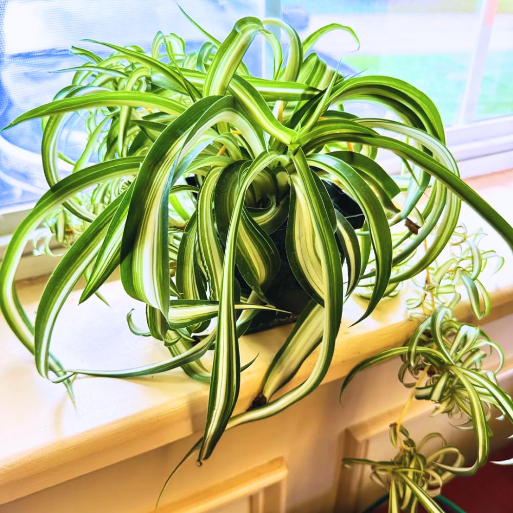 Spider Plant, Curly Spider Plant Live Indoor Houseplant 4 Inches Potted