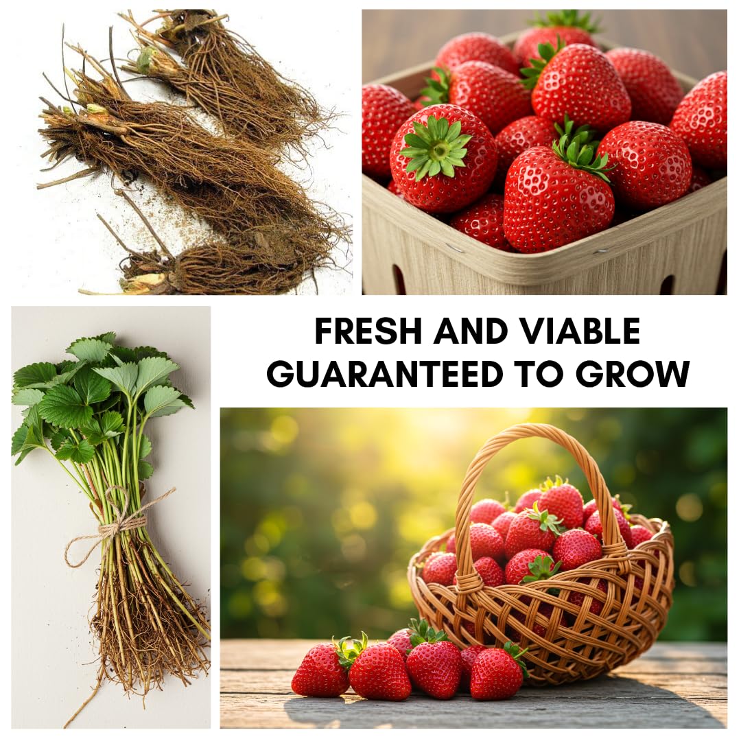 Berrylicious Ozark Beauty Strawberry Plants (10 Plants) – Everbearing Variety for Home Gardens – Grow Your Own Fresh, Sweet Strawberries – Perfect for Strawberry Shortcake