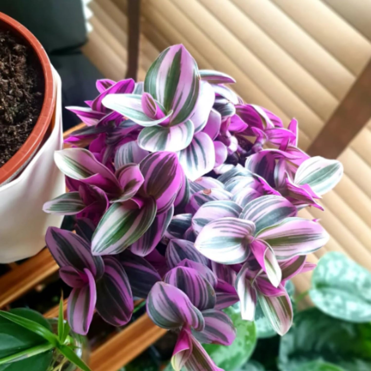 Wandering Jew Live Plant, Pink Wandering Jew Plant Live Houseplants, Wandering Jew Live Plant Indoor
