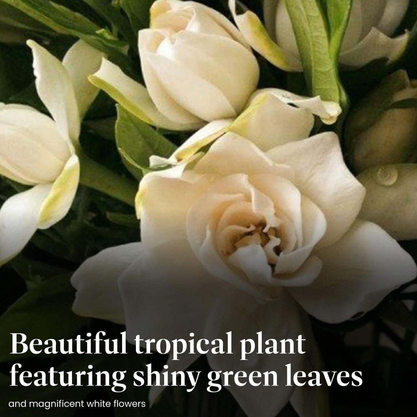 American Plant Exchange Mini Gardenia Vetchii Tree, Live 6-Inch Indoor Flowering Plant, Fragrant Houseplant for Home or Office, for Mother's Day & Year-Round Décor