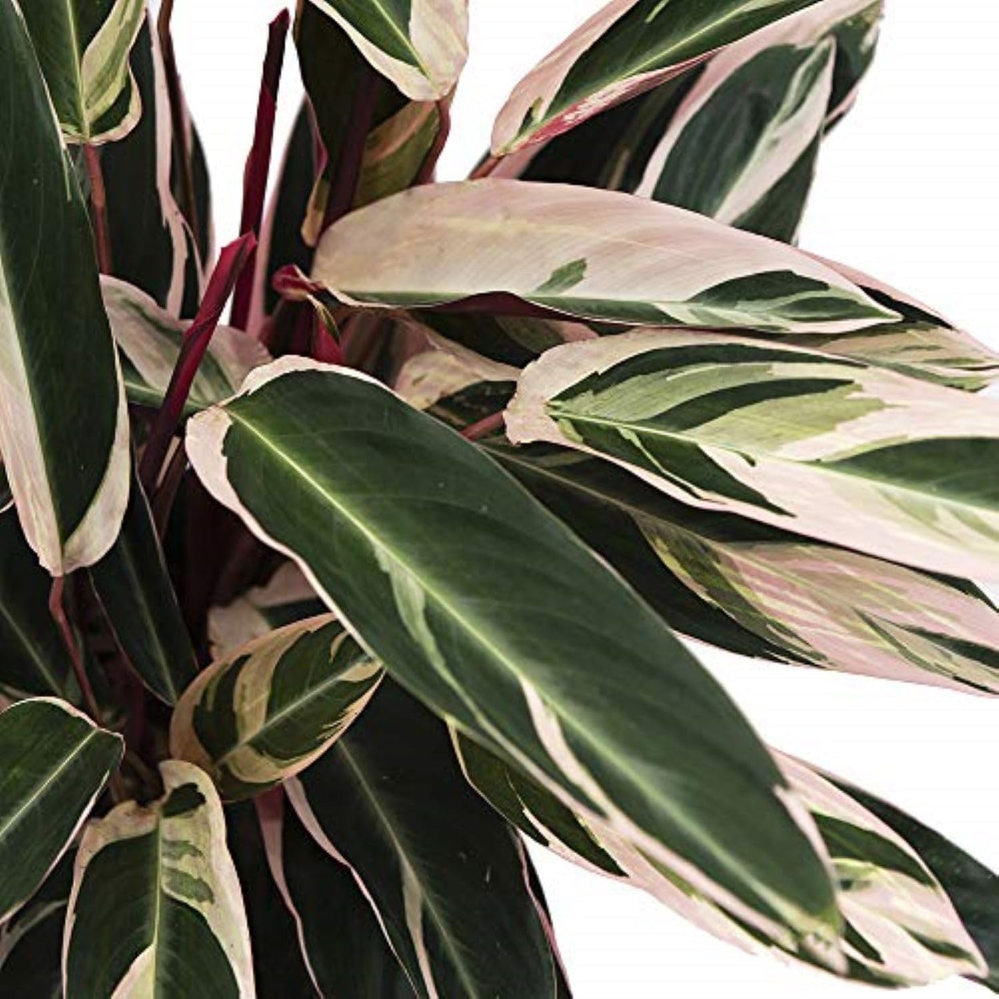 American Plant Exchange Stromanthe Triostar – 10-Inch Pot – Live Tropical Houseplant with Pink, Green & Cream Variegated Leaves, Pet-Friendly Easy Care Plant for Indoor Jungle & Home Décor