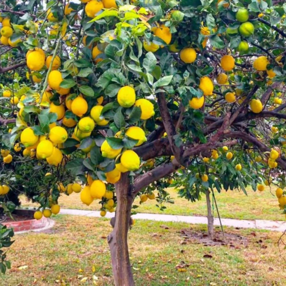 3 Meyer Lemon Trees Live Plants in 4'' Pot, Fragrant Citrus Tree, Hardy and High-Yielding Meyer Lemon Plant for Indoor Outdoor Growing, Ready to Grow, 3-5 Inch Tall