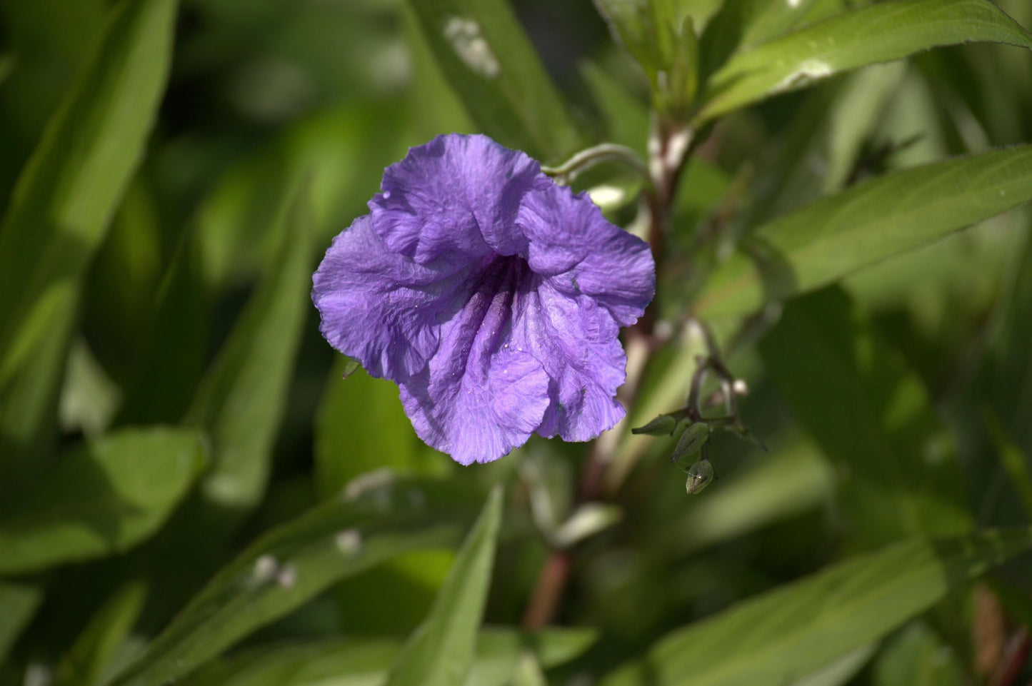 Purple Mexican Petunia Plants – Mexican Bluebell Pack of 2 Live Starter Plants (6-8 Inches Tall) – Ruellia brittoniana, Purple Showers, Fast-Growing