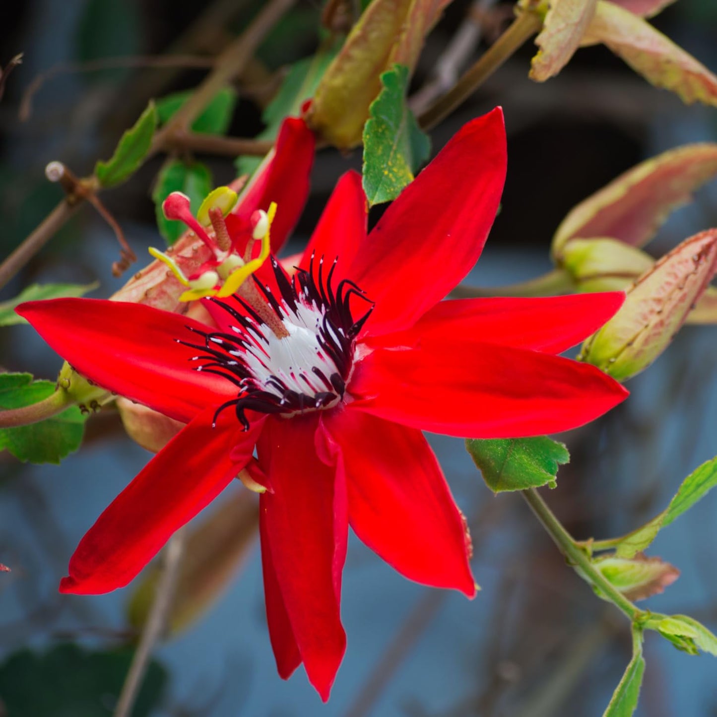 3 Live Red Passion Flowers Plants, 4 to 8 Inch Fragrant Passion Flowers Vine - Perennial Passiflora Passion Flowers Live Plants Outdoor Garden, Passion Flowers Vine